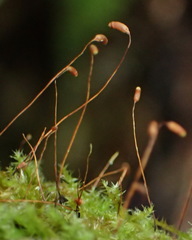 Mittenothamnium patens