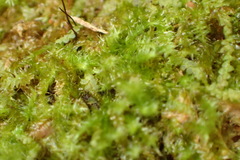 Mittenothamnium patens