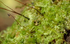 Mittenothamnium patens