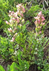 Castilleja parviflora oreopola