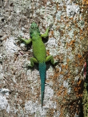 Sceloporus hondurensis