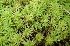 Atrichum androgynum