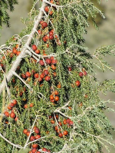 Canary Islands juniper
