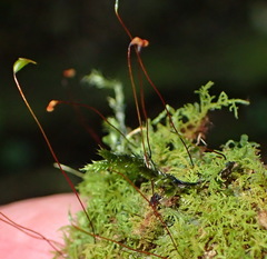 Pelekium versicolor