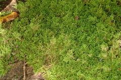 Ectropothecium regulare