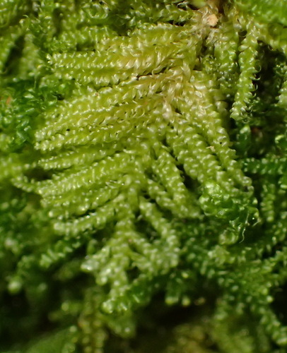 Ectropothecium regulare observed 2021-02-05