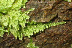 Ectropothecium regulare