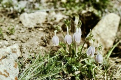 Pulsatilla wallichiana