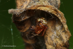 Theridiidae