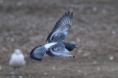 Columba livia domestica