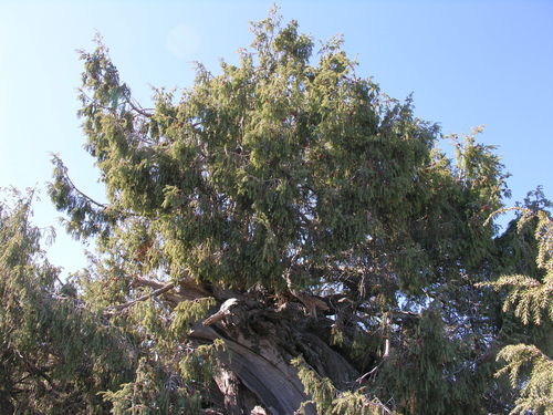 Canary Islands juniper