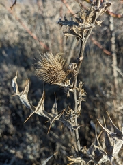Cirsium laniflorum