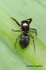 Siler semiglaucus