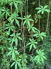 Ipomoea cairica cairica