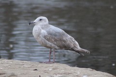 Larus glaucescens