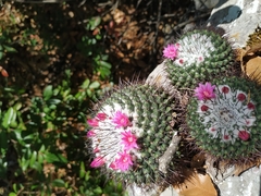 Mammillaria orcuttii