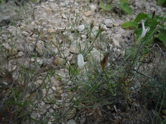 Astragalus ucrainicus
