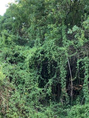 Ipomoea cairica cairica