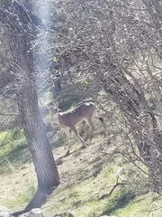 Odocoileus virginianus