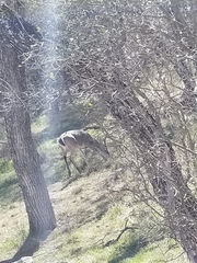 Odocoileus virginianus
