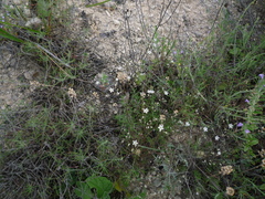 Minuartia setacea