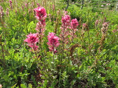 Castilleja parviflora oreopola