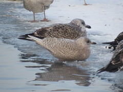 Larus glaucoides