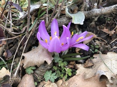 Colchicum bulbocodium