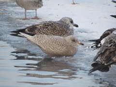 Larus glaucoides