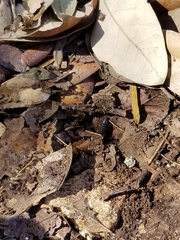 Armadillidium vulgare