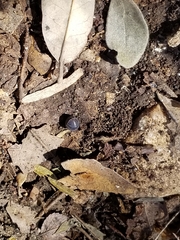 Armadillidium vulgare