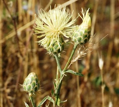Centaurea salonitana