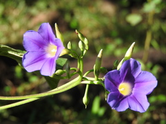 Ipomoea parasitica