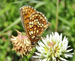 Melitaea aurelia
