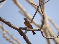 Emberiza goslingi