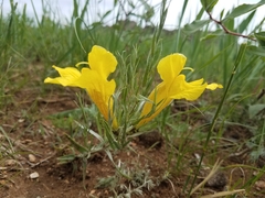 Cymbaria daurica