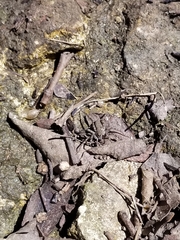 Lycosidae