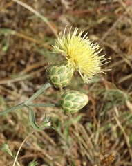 Centaurea salonitana