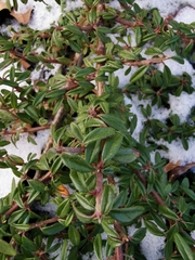 Cotoneaster dammeri