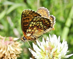 Melitaea aurelia