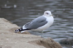 Larus californicus