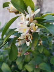 Apis mellifera