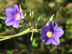Ipomoea parasitica
