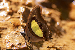 Polyura