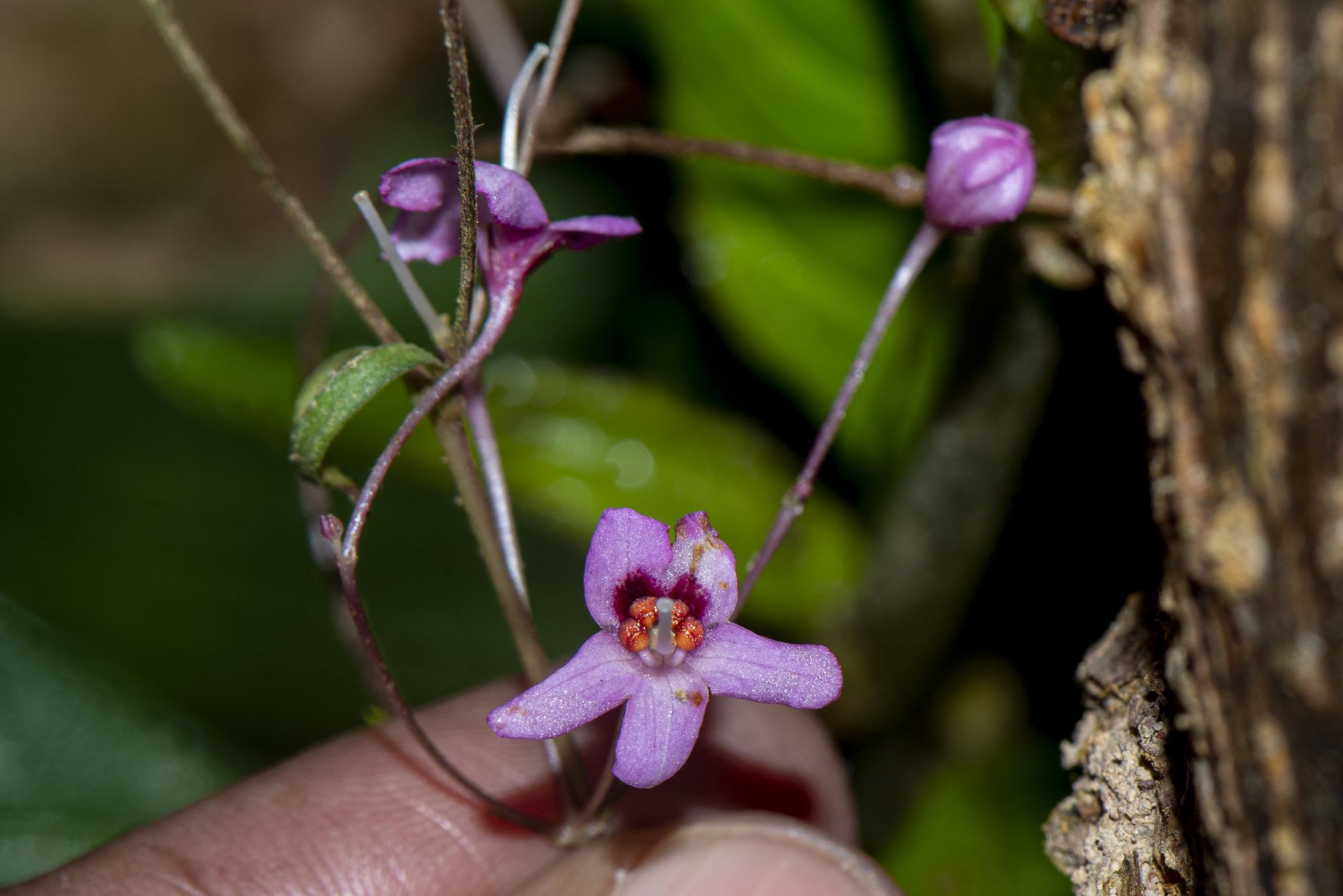 Boeica fulva