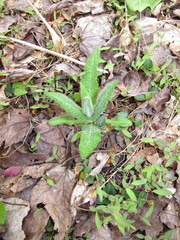 Eupatorium perfoliatum