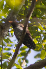 Chrysococcyx xanthorhynchus