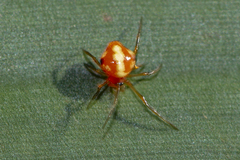 Chrysso angula