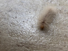 Arctiinae