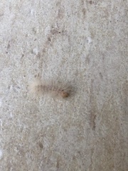 Arctiinae